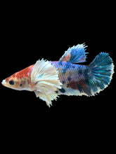 Load image into Gallery viewer, TOP GRADE Female Halfmoon Plakat - Candy Dumbo #2528 - Live Betta Fish
