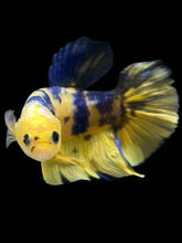 Load image into Gallery viewer, GIANT Male Halfmoon Plakat - Yellow Galaxy #2529 - Live Betta Fish
