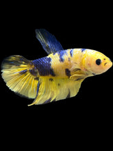 Load image into Gallery viewer, GIANT Male Halfmoon Plakat - Yellow Galaxy #2529 - Live Betta Fish
