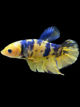 Load image into Gallery viewer, GIANT Male Halfmoon Plakat - Yellow Galaxy #2529 - Live Betta Fish
