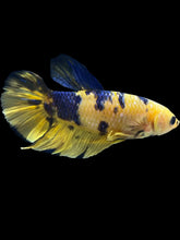 Load image into Gallery viewer, GIANT Male Halfmoon Plakat - Yellow Galaxy #2529 - Live Betta Fish
