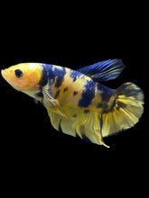 Load image into Gallery viewer, GIANT Male Halfmoon Plakat - Yellow Galaxy #2529 - Live Betta Fish
