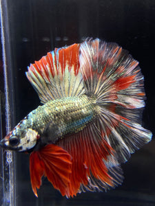 Male Fullmoon - Fancy Copper #2530 - Live Betta Fish