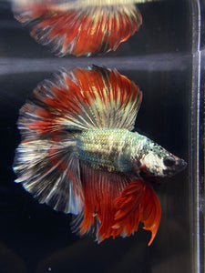 Male Fullmoon - Fancy Copper #2530 - Live Betta Fish