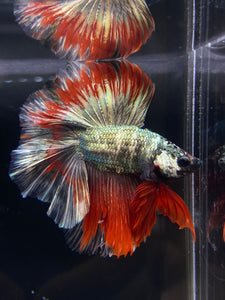 Male Fullmoon - Fancy Copper #2530 - Live Betta Fish