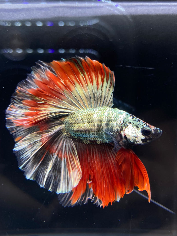 Male Fullmoon - Fancy Copper #2530 - Live Betta Fish