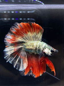 Male Fullmoon - Fancy Copper #2530 - Live Betta Fish