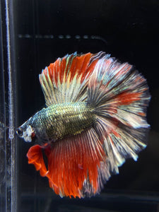 Male Fullmoon - Fancy Copper #2530 - Live Betta Fish