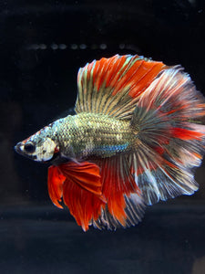 Male Fullmoon - Fancy Copper #2530 - Live Betta Fish