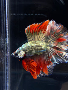 Male Fullmoon - Fancy Copper #2530 - Live Betta Fish