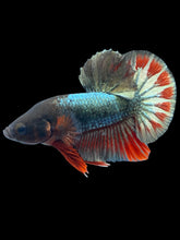 Load image into Gallery viewer, Male Halfmoon Plakat - FCCP Copper #2532 - Live Betta Fish
