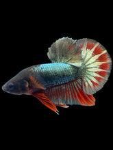 Load image into Gallery viewer, Male Halfmoon Plakat - FCCP Copper #2532 - Live Betta Fish
