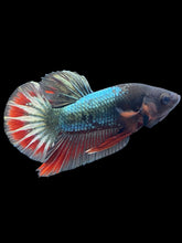 Load image into Gallery viewer, Male Halfmoon Plakat - FCCP Copper #2532 - Live Betta Fish

