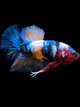Load image into Gallery viewer, Male Halfmoon Plakat - Multicolor #2536 - Live Betta Fish
