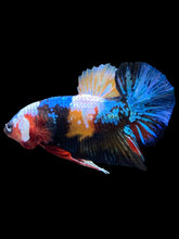 Load image into Gallery viewer, Male Halfmoon Plakat - Multicolor #2536 - Live Betta Fish

