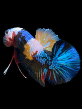 Load image into Gallery viewer, Male Halfmoon Plakat - Multicolor #2536 - Live Betta Fish
