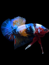 Load image into Gallery viewer, Male Halfmoon Plakat - Multicolor #2536 - Live Betta Fish

