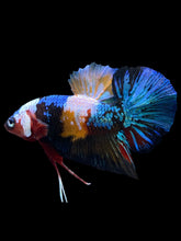 Load image into Gallery viewer, Male Halfmoon Plakat - Multicolor #2536 - Live Betta Fish
