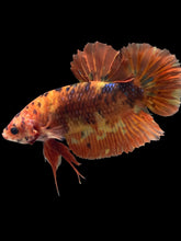 Load image into Gallery viewer, GIANT Male Halfmoon Plakat - Fire Nemo #2538 - Live Betta Fish
