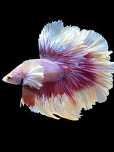Load image into Gallery viewer, Male Rosetail - Purple Dumbo #2539 - Live Betta Fish
