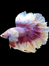 Load image into Gallery viewer, Male Rosetail - Purple Dumbo #2539 - Live Betta Fish
