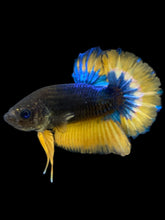 Load image into Gallery viewer, Male Halfmoon Plakat - Blue Mustard #2540 - Live Betta Fish
