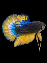 Load image into Gallery viewer, Male Halfmoon Plakat - Blue Mustard #2540 - Live Betta Fish
