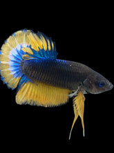 Load image into Gallery viewer, Male Halfmoon Plakat - Blue Mustard #2540 - Live Betta Fish
