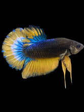 Load image into Gallery viewer, Male Halfmoon Plakat - Blue Mustard #2540 - Live Betta Fish
