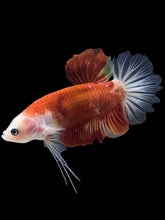 Load image into Gallery viewer, GIANT Male Halfmoon Plakat - Tancho #2543 - Live Betta Fish
