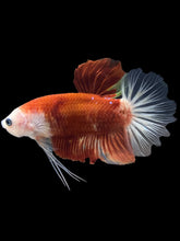 Load image into Gallery viewer, GIANT Male Halfmoon Plakat - Tancho #2543 - Live Betta Fish
