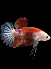 Load image into Gallery viewer, GIANT Male Halfmoon Plakat - Tancho #2543 - Live Betta Fish
