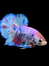 Load image into Gallery viewer, Male Halfmoon Plakat - Purple Candy #2545 - Live Betta Fish
