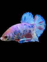 Load image into Gallery viewer, Male Halfmoon Plakat - Purple Candy #2545 - Live Betta Fish
