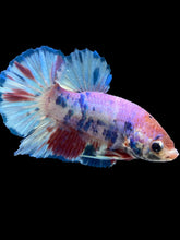 Load image into Gallery viewer, Male Halfmoon Plakat - Purple Candy #2545 - Live Betta Fish
