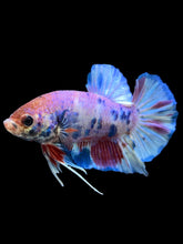 Load image into Gallery viewer, Male Halfmoon Plakat - Purple Candy #2545 - Live Betta Fish

