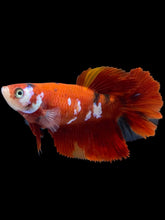 Load image into Gallery viewer, TOP GRADE Female Halfmoon - Red Galaxy #2546 - Live Betta Fish
