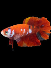 Load image into Gallery viewer, TOP GRADE Female Halfmoon - Red Galaxy #2546 - Live Betta Fish
