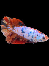 Load image into Gallery viewer, TOP GRADE Female Halfmoon - Galaxy #2548 - Live Betta Fish
