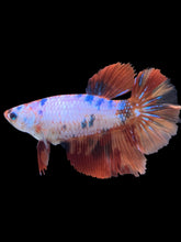 Load image into Gallery viewer, TOP GRADE Female Halfmoon - Galaxy #2548 - Live Betta Fish
