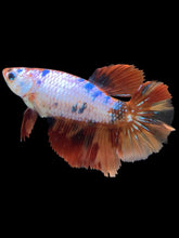 Load image into Gallery viewer, TOP GRADE Female Halfmoon - Galaxy #2548 - Live Betta Fish
