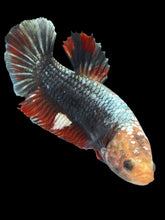 Load image into Gallery viewer, GIANT Female Halfmoon Plakat - Fancy Copper #2550 Live Betta Fish
