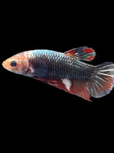 Load image into Gallery viewer, GIANT Female Halfmoon Plakat - Fancy Copper #2550 Live Betta Fish
