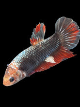 Load image into Gallery viewer, GIANT Female Halfmoon Plakat - Fancy Copper #2550 Live Betta Fish
