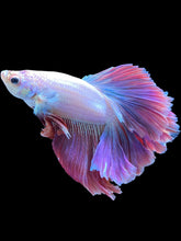 Load image into Gallery viewer, Male Rosetail - Purple #2551 - Live Betta Fish
