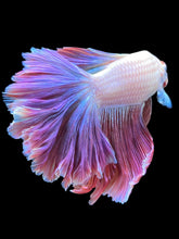 Load image into Gallery viewer, Male Rosetail - Purple #2551 - Live Betta Fish
