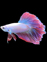 Load image into Gallery viewer, Male Rosetail - Purple #2551 - Live Betta Fish
