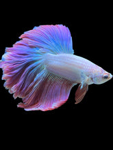 Load image into Gallery viewer, Male Rosetail - Purple #2551 - Live Betta Fish
