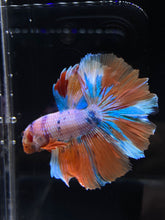 Load image into Gallery viewer, Male Rosetail - Candy Unicorn #2555 - Live Betta Fish
