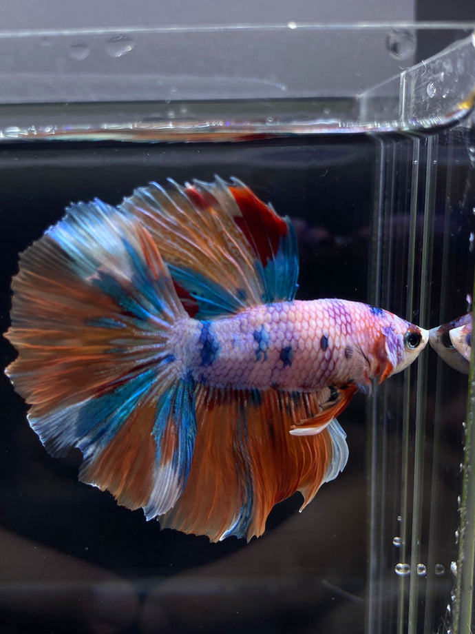 Male Rosetail - Candy Unicorn #2555 - Live Betta Fish